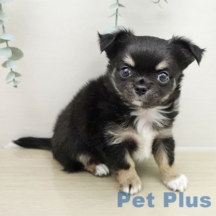 埼玉県のチワワ(ロング) (ペットプラス イオンモール春日部店/2025年11月23日生まれ/男の子/ブラックタンホワイト)の子犬の2枚目の画像