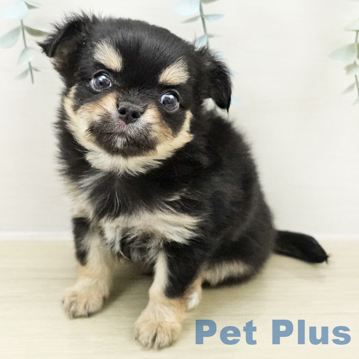 千葉県のチワワ(ロング) (ペッツワン 千葉ニュータウン店/2025年11月23日生まれ/男の子/ブラックタンホワイト)の子犬