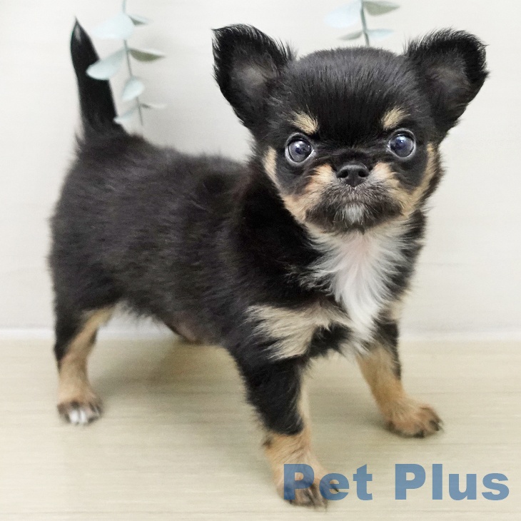 東京都のチワワ(ロング) (ペッツワン 青梅インター店/2025年11月23日生まれ/男の子/ブラックタンホワイト)の子犬の1枚目の画像
