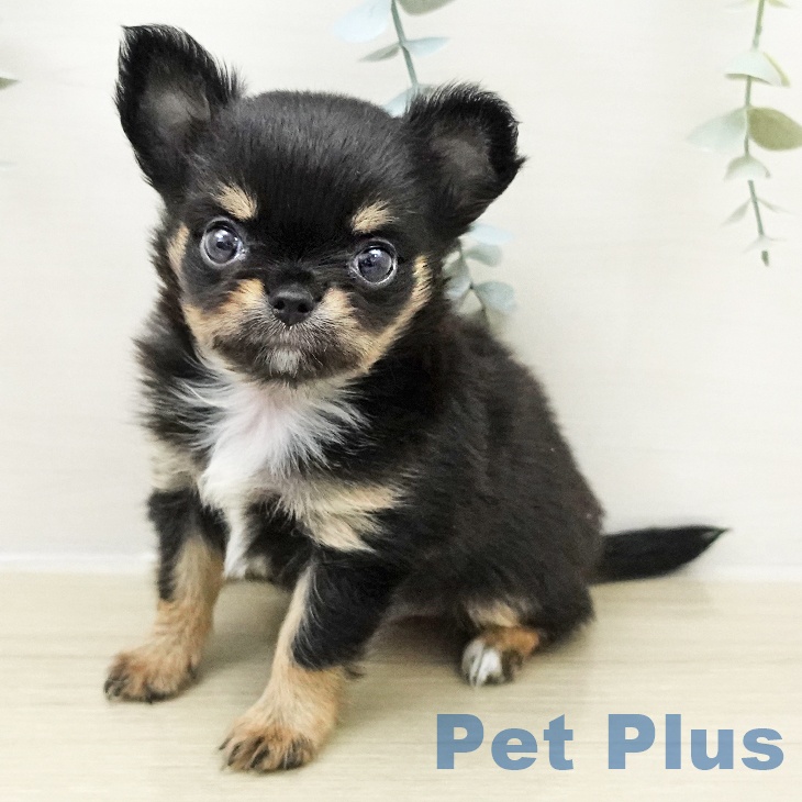 東京都のチワワ(ロング) (ペッツワン 青梅インター店/2025年11月23日生まれ/男の子/ブラックタンホワイト)の子犬の2枚目の画像