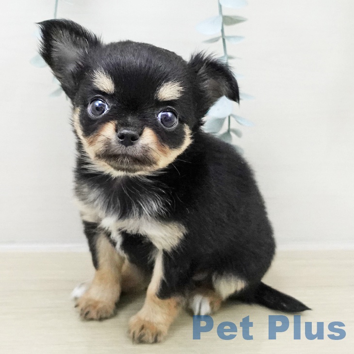 千葉県のチワワ(ロング) (ペットプラス 船橋店/2025年11月23日生まれ/女の子/ブラックタンホワイト)の子犬の1枚目の画像