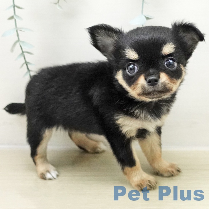 千葉県のチワワ(ロング) (ペットプラス 船橋店/2025年11月23日生まれ/女の子/ブラックタンホワイト)の子犬の2枚目の画像