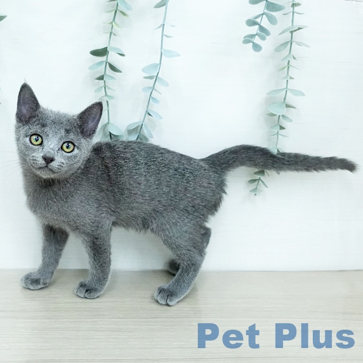 埼玉県のロシアンブルー (ペットプラス 与野店/2025年11月8日生まれ/女の子/ブルー)の子猫の2枚目の画像