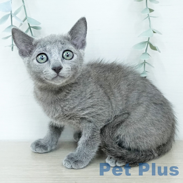 神奈川県のロシアンブルー (ペットプラス 相模原並木店/2025年11月8日生まれ/女の子/ブルー)の子猫の1枚目の画像