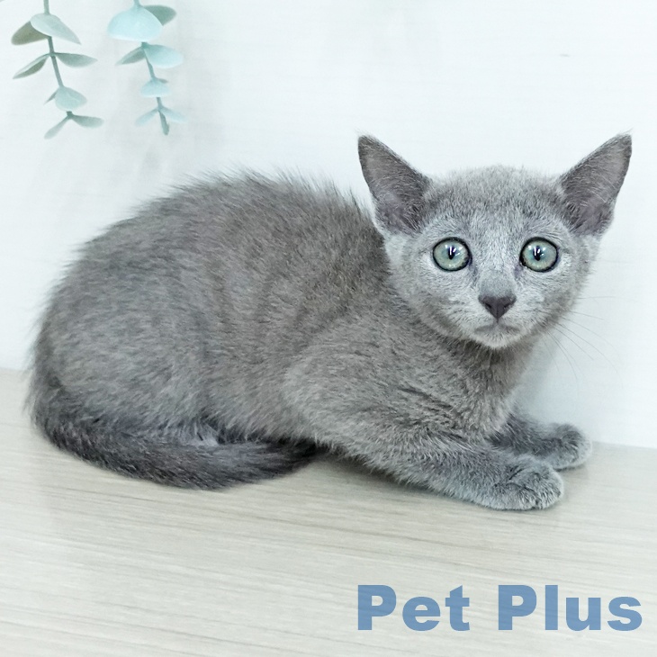神奈川県のロシアンブルー (ペットプラス 相模原並木店/2025年11月8日生まれ/女の子/ブルー)の子猫の2枚目の画像