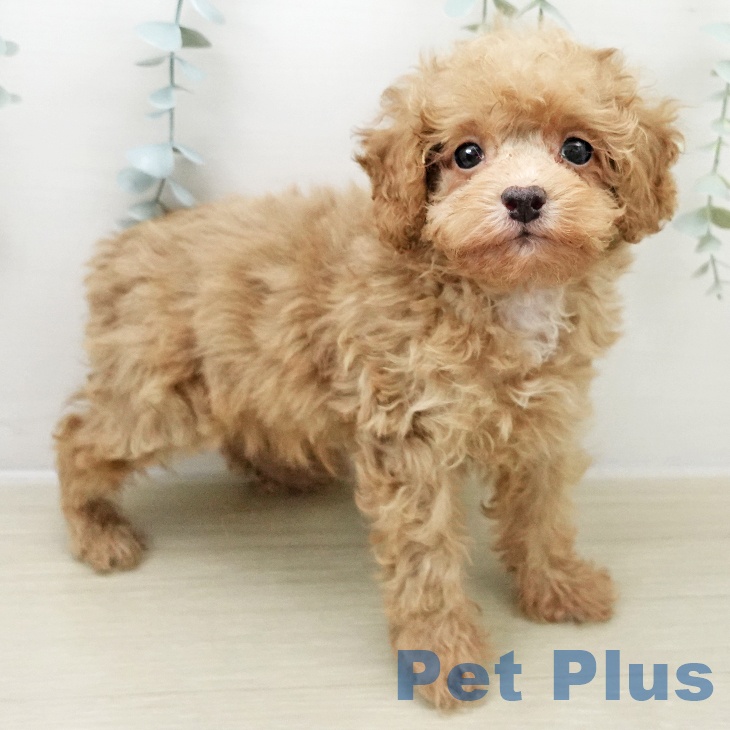 埼玉県のトイプードル(トイ) (ペッツワン 新座店/2025年11月17日生まれ/男の子/アプリコット)の子犬の1枚目の画像