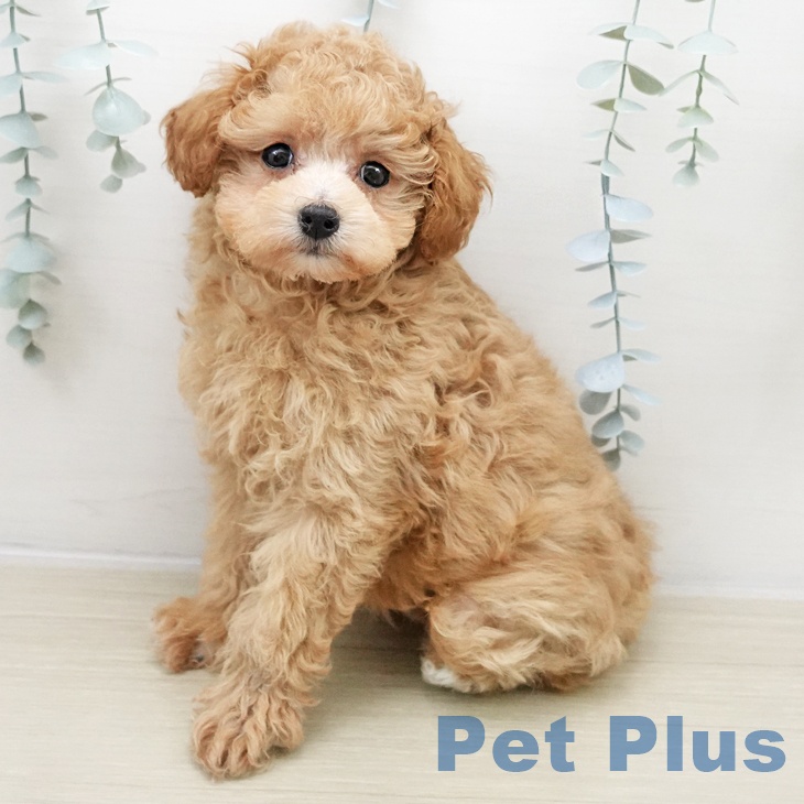 岩手県のトイプードル(トイ) (ペットプラス 盛岡南店/2025年11月17日生まれ/女の子/アプリコット)の子犬