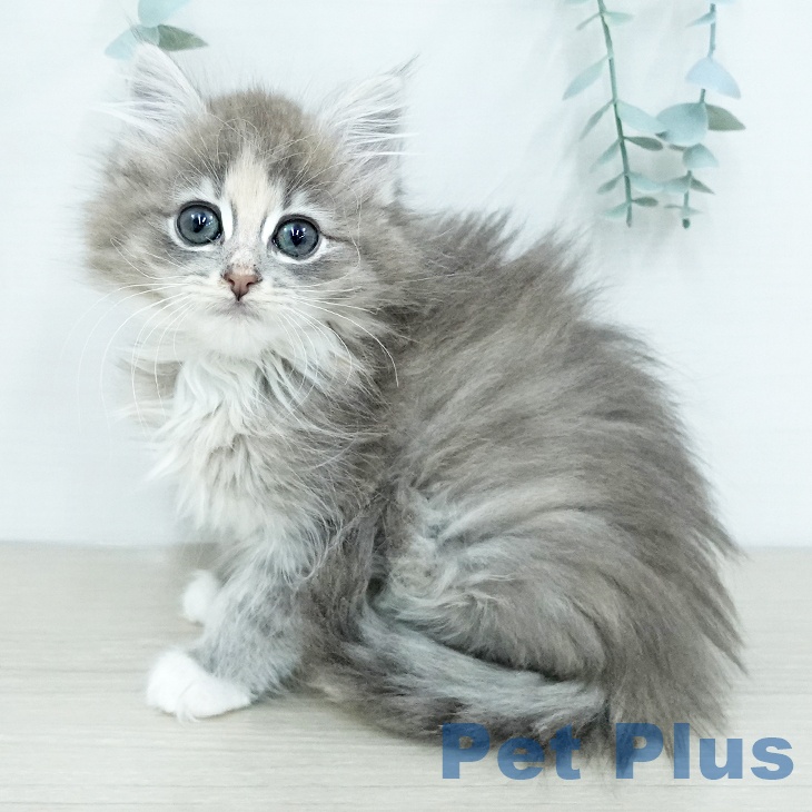 千葉県のノルウェージャンフォレストキャット (ペットプラス 成田店/2025年11月9日生まれ/女の子/ブルークリームタビーホワイト)の子猫の1枚目の画像