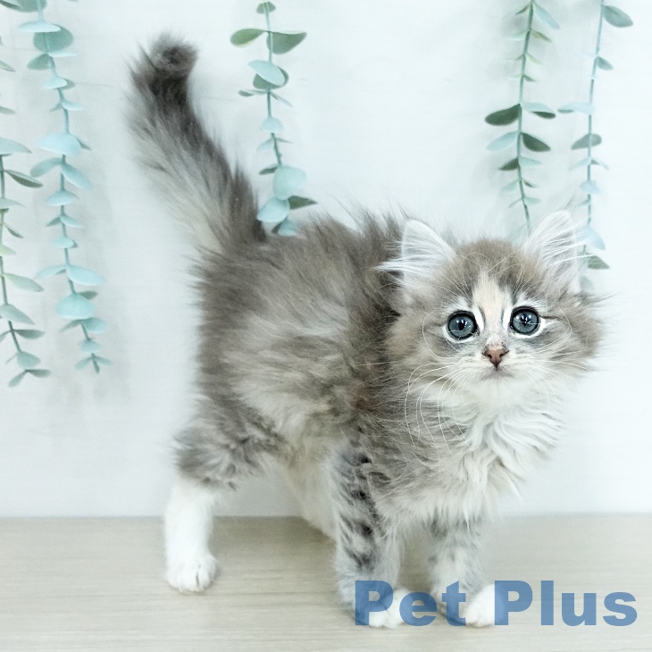 千葉県のノルウェージャンフォレストキャット (ペットプラス 成田店/2025年11月9日生まれ/女の子/ブルークリームタビーホワイト)の子猫の2枚目の画像