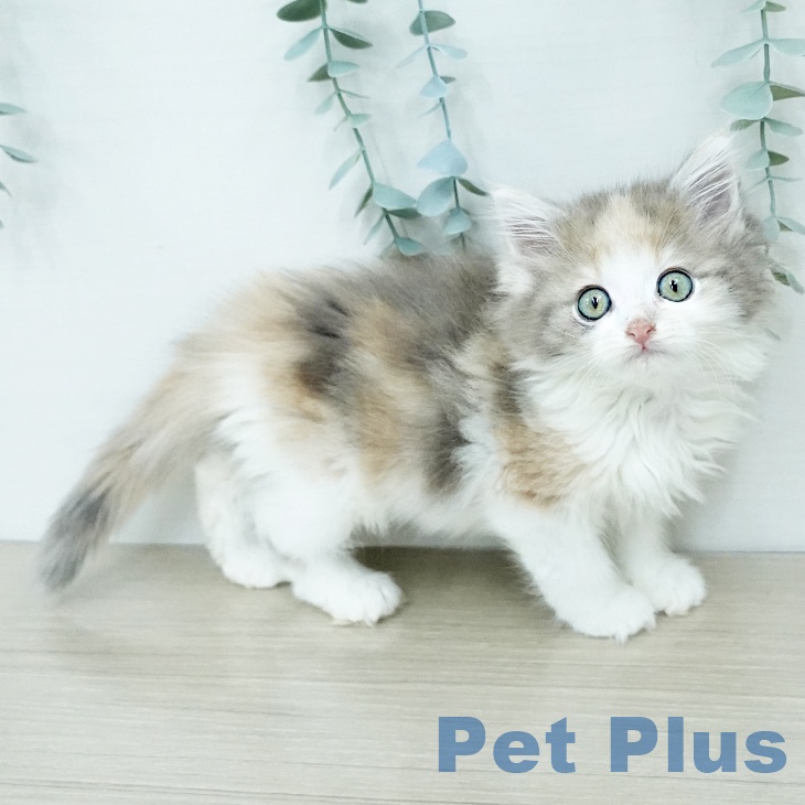 ノルウェージャンフォレストキャットの写真2