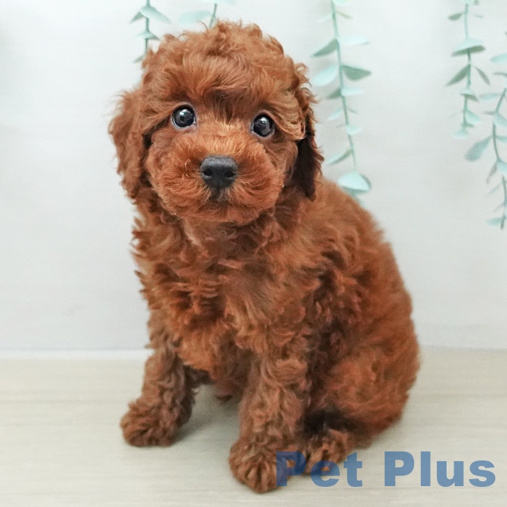 神奈川県のトイプードル(トイ) (ペットプラス 川崎ルフロン店/2025年11月23日生まれ/男の子/レッド)の子犬の1枚目の画像