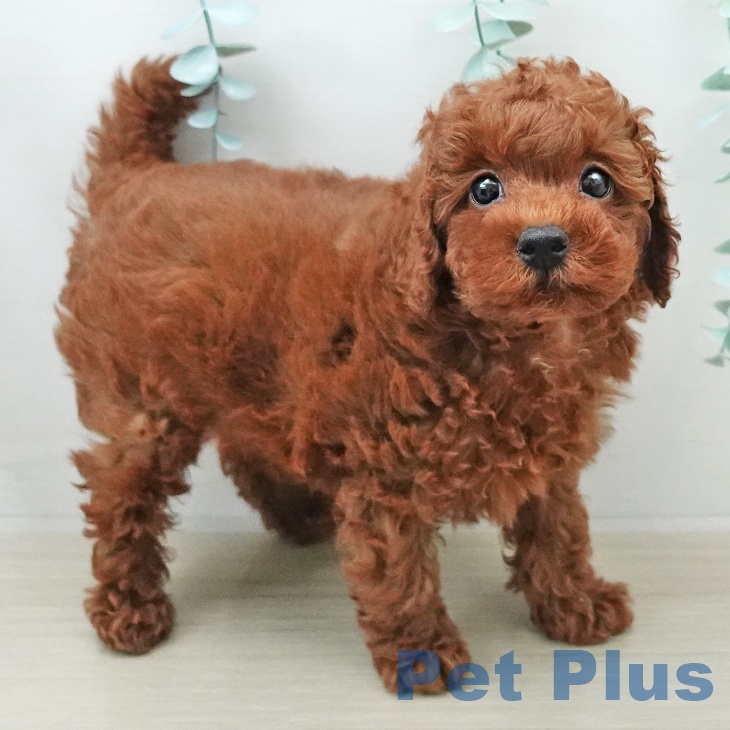 神奈川県のトイプードル(トイ) (ペットプラス 川崎ルフロン店/2025年11月23日生まれ/男の子/レッド)の子犬の2枚目の画像
