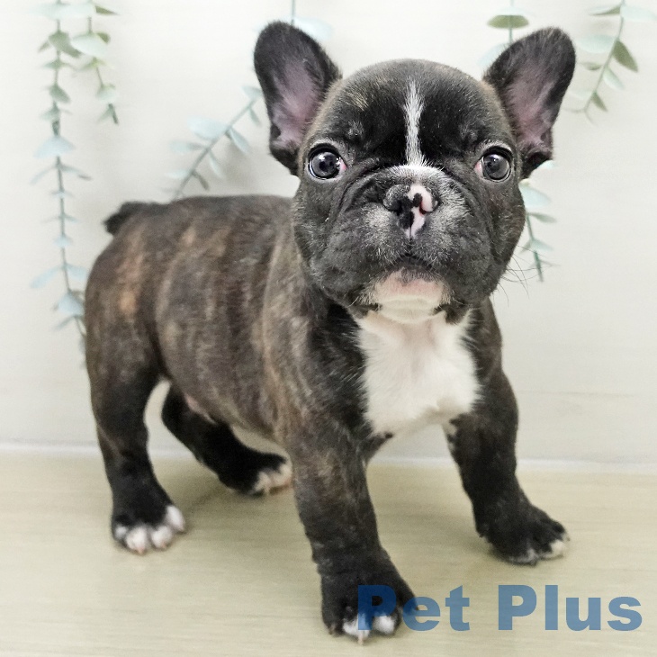 千葉県のフレンチブルドッグ (ペットプラス 幕張新都心店/2025年11月22日生まれ/男の子/ブリンドルホワイト)の子犬の1枚目の画像
