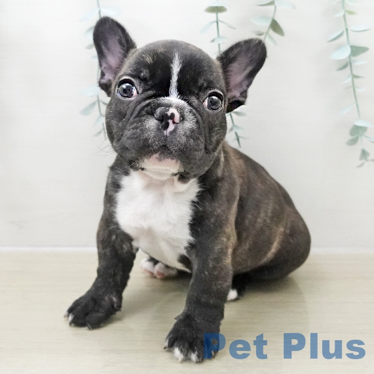 千葉県のフレンチブルドッグ (ペットプラス 幕張新都心店/2025年11月22日生まれ/男の子/ブリンドルホワイト)の子犬の2枚目の画像