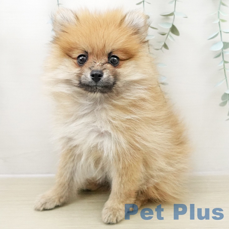 神奈川県のポメラニアン (ペットプラス 湘南平塚店/2025年11月24日生まれ/男の子/オレンジ)の子犬の1枚目の画像