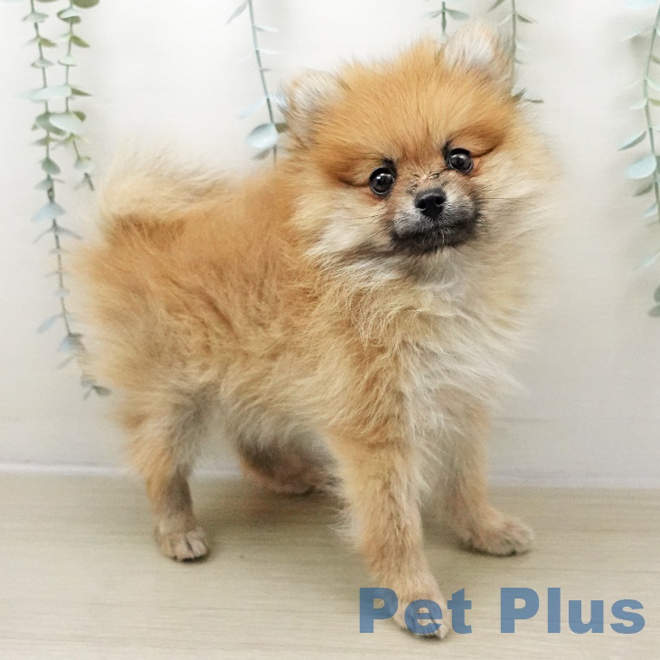 神奈川県のポメラニアン (ペットプラス 湘南平塚店/2025年11月24日生まれ/男の子/オレンジ)の子犬の2枚目の画像