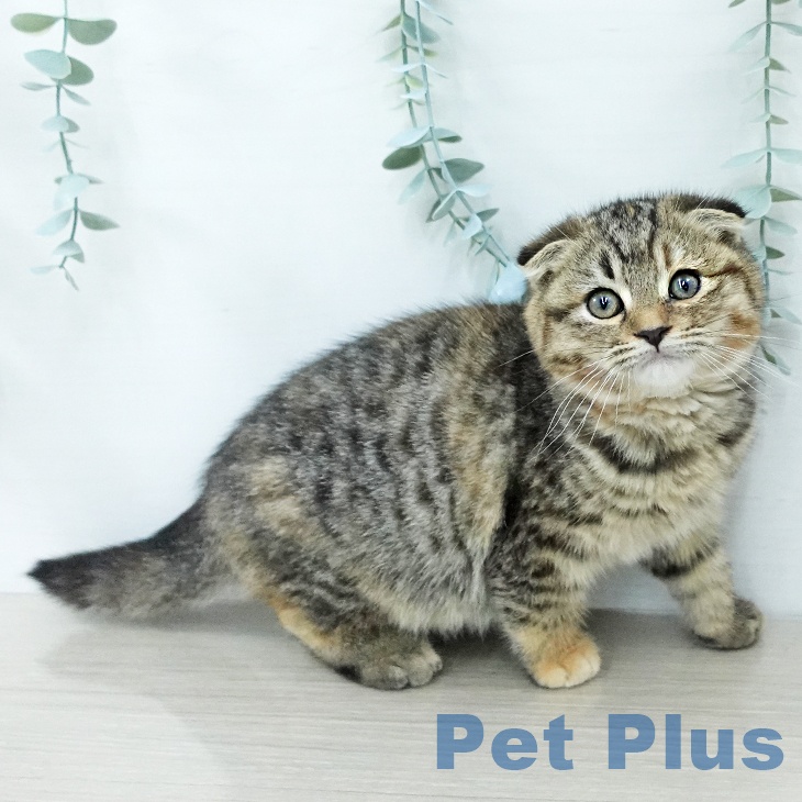 宮城県のスコティッシュフォールド (ペットプラス 仙台上杉店/2025年10月23日生まれ/女の子/ブラウンパッチドタビー)の子猫の2枚目の画像