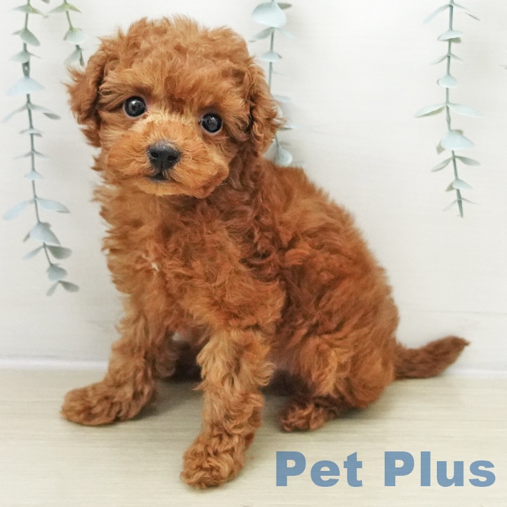 東京都のトイプードル(トイ) (ペットプラス 立川高島屋S.C.店/2025年11月23日生まれ/男の子/レッド)の子犬の1枚目の画像