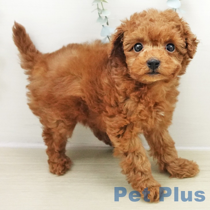 東京都のトイプードル(トイ) (ペットプラス 立川高島屋S.C.店/2025年11月23日生まれ/男の子/レッド)の子犬の2枚目の画像