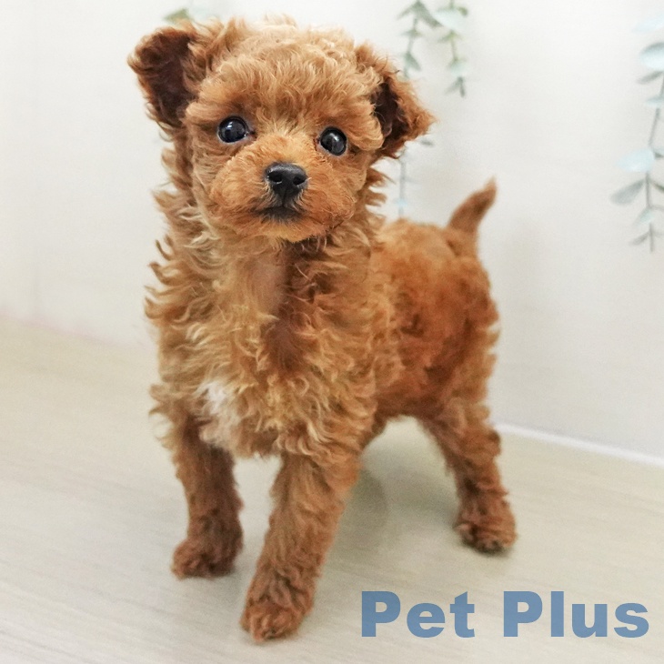 神奈川県のトイプードル(トイ) (ペットプラス 湘南平塚店/2025年11月23日生まれ/男の子/レッド)の子犬の1枚目の画像