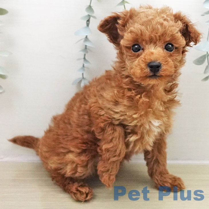 神奈川県のトイプードル(トイ) (ペットプラス 湘南平塚店/2025年11月23日生まれ/男の子/レッド)の子犬の2枚目の画像