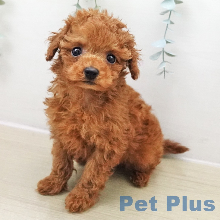 埼玉県のトイプードル(トイ) (ペットプラス ららぽーと富士見店/2025年11月23日生まれ/女の子/レッド)の子犬の1枚目の画像