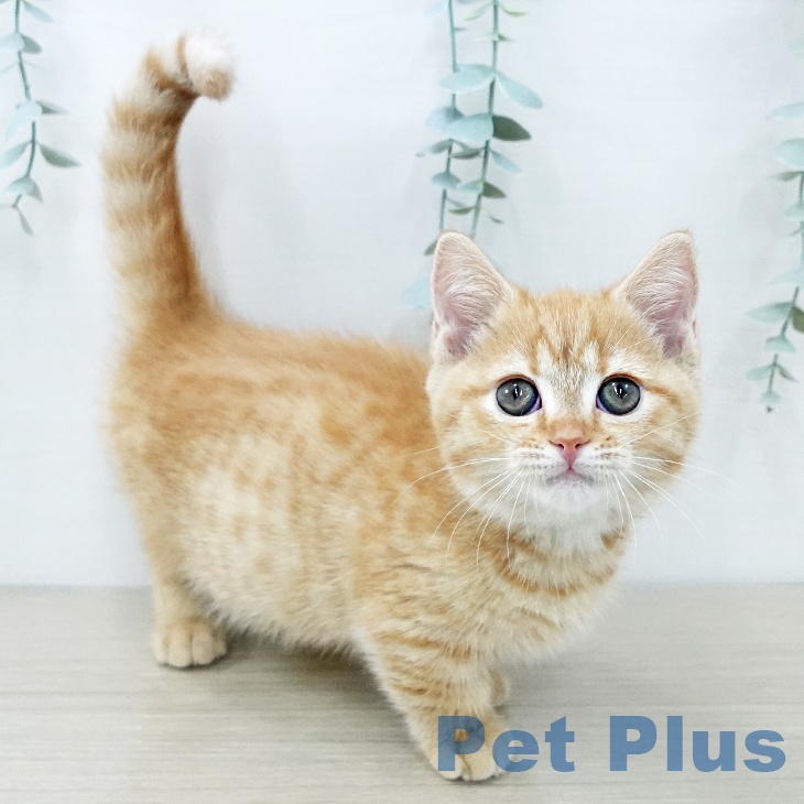 埼玉県のマンチカン (ペットプラス 与野店/2025年11月18日生まれ/女の子/レッドタビー)の子猫の1枚目の画像