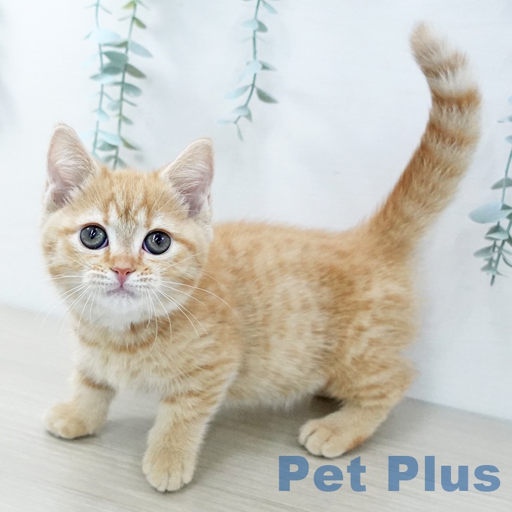 埼玉県のマンチカン (ペットプラス 与野店/2025年11月18日生まれ/女の子/レッドタビー)の子猫の2枚目の画像