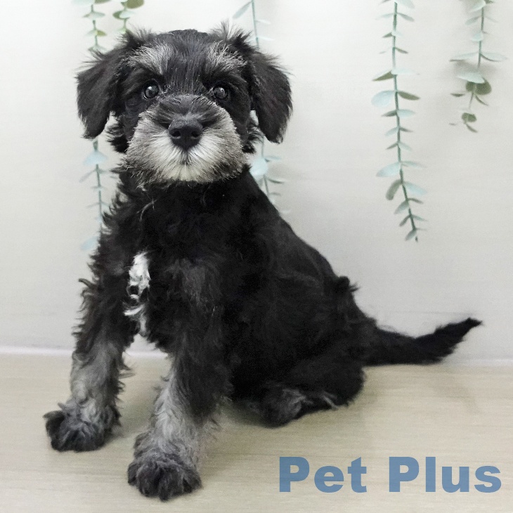神奈川県のミニチュアシュナウザー (ペットプラス 相模原並木店/2025年11月24日生まれ/男の子/ブラックシルバー)の子犬の1枚目の画像