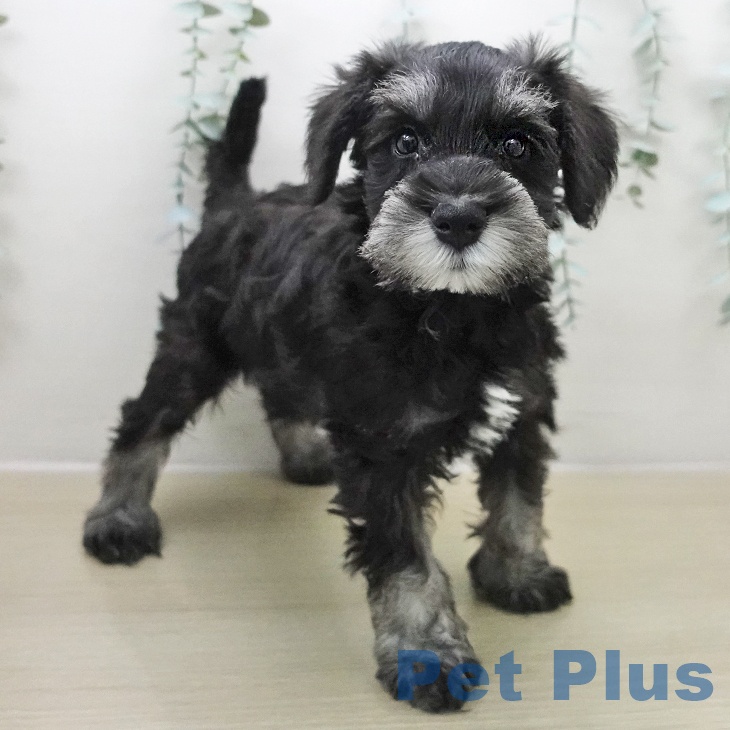 神奈川県のミニチュアシュナウザー (ペットプラス 相模原並木店/2025年11月24日生まれ/男の子/ブラックシルバー)の子犬の2枚目の画像