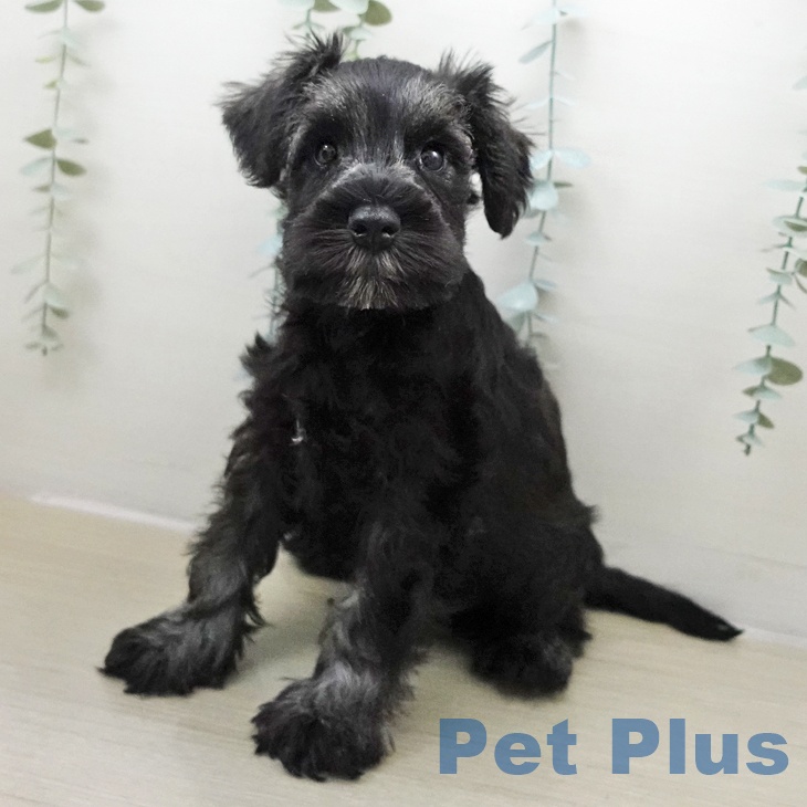 岩手県のミニチュアシュナウザー (ペットプラス 盛岡南店/2025年11月24日生まれ/男の子/ソルトペッパー)の子犬の1枚目の画像