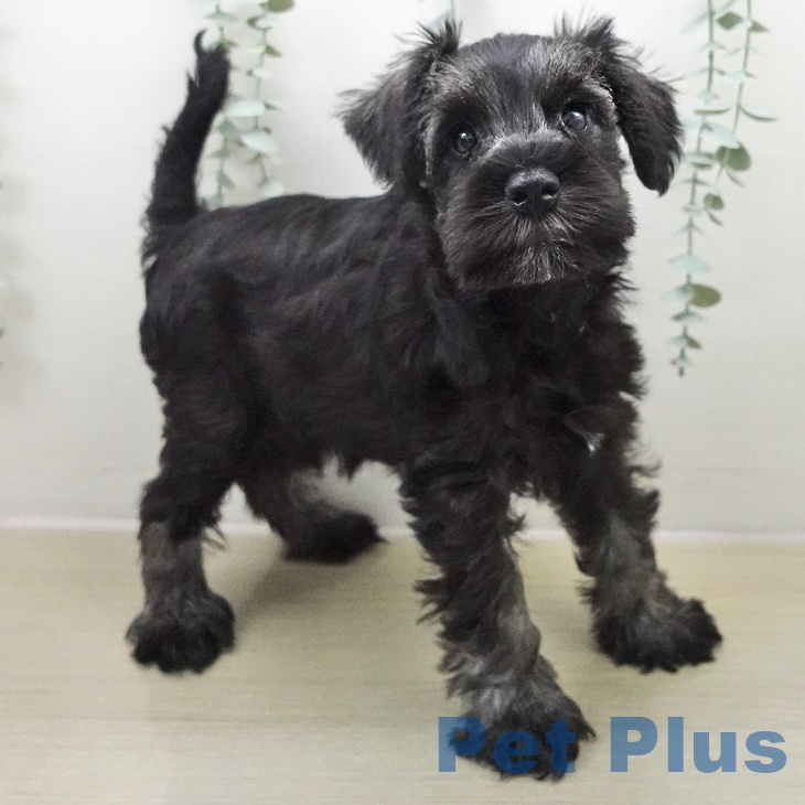 岩手県のミニチュアシュナウザー (ペットプラス 盛岡南店/2025年11月24日生まれ/男の子/ソルトペッパー)の子犬の2枚目の画像