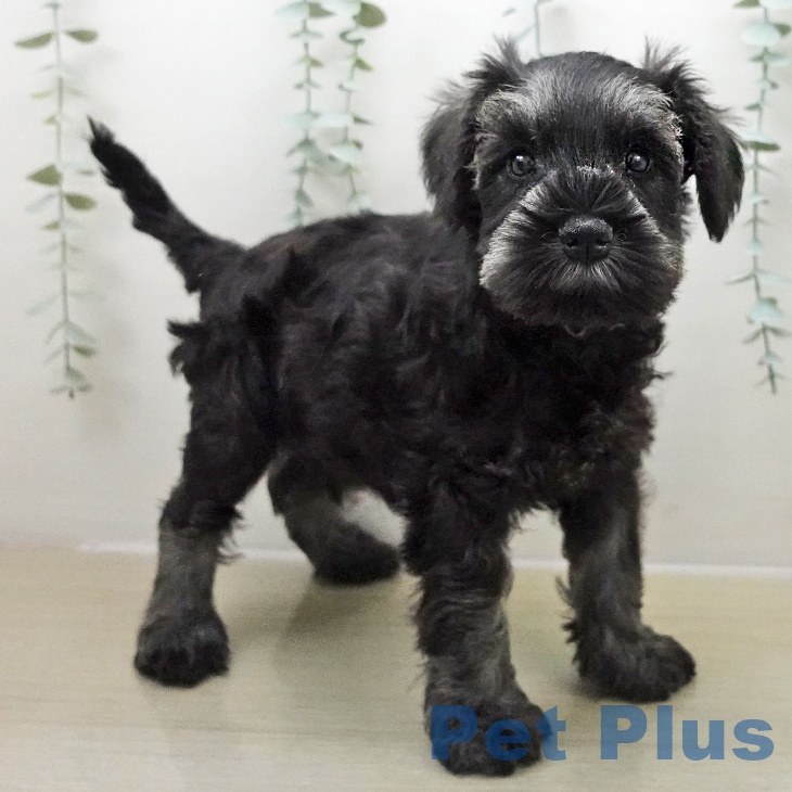 埼玉県のミニチュアシュナウザー (ペットプラス 八潮店/2025年11月24日生まれ/男の子/ソルトペッパー)の子犬の1枚目の画像