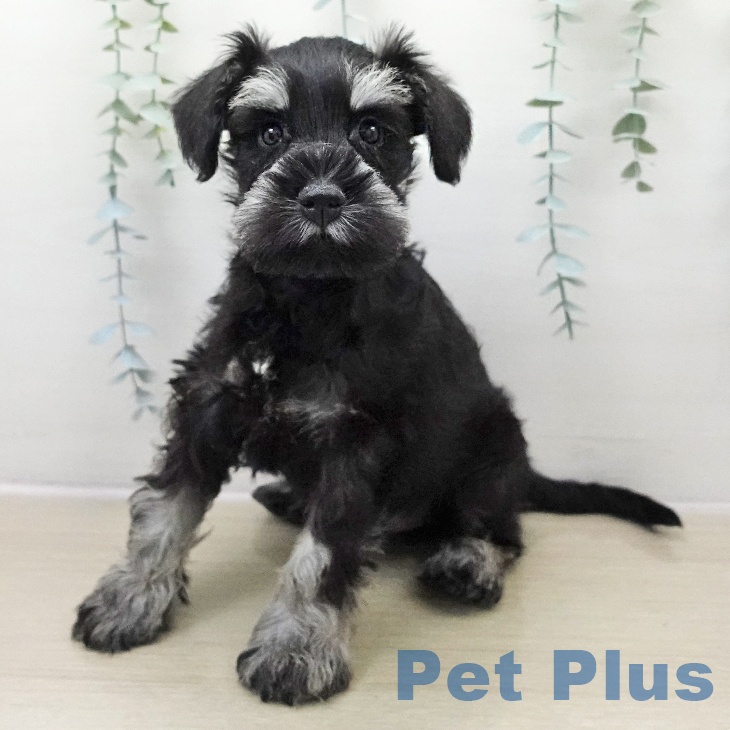 神奈川県のミニチュアシュナウザー (ペットプラス 座間店/2025年11月24日生まれ/男の子/ブラックシルバー)の子犬の1枚目の画像