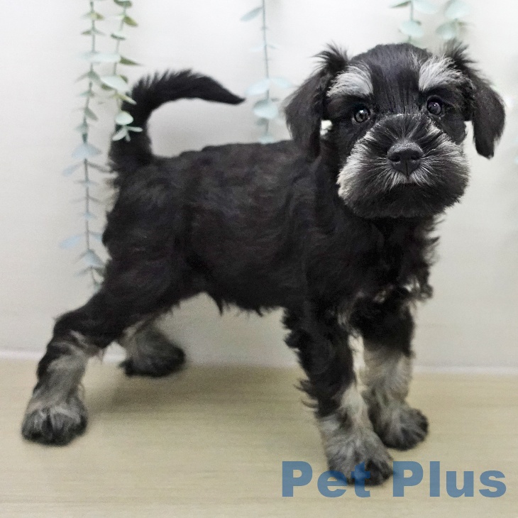 神奈川県のミニチュアシュナウザー (ペットプラス 座間店/2025年11月24日生まれ/男の子/ブラックシルバー)の子犬の2枚目の画像