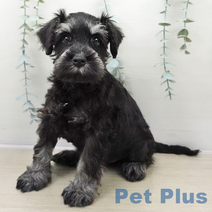 埼玉県のミニチュアシュナウザー (ペッツワン 吉川美南店/2025年11月24日生まれ/男の子/ブラックシルバー)の子犬の1枚目の画像