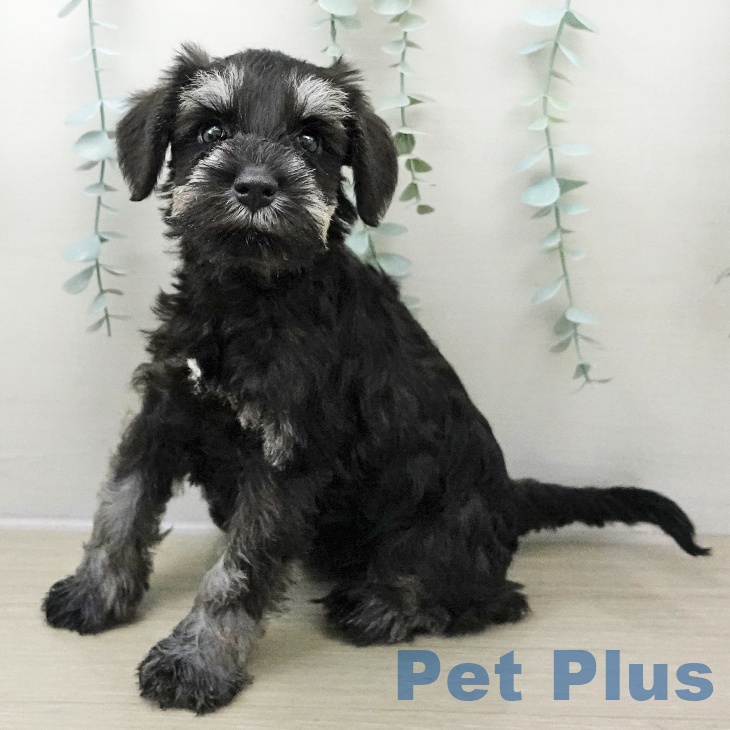 千葉県のミニチュアシュナウザー (ペットプラス 幕張新都心店/2025年11月24日生まれ/女の子/ブラックシルバー)の子犬の1枚目の画像