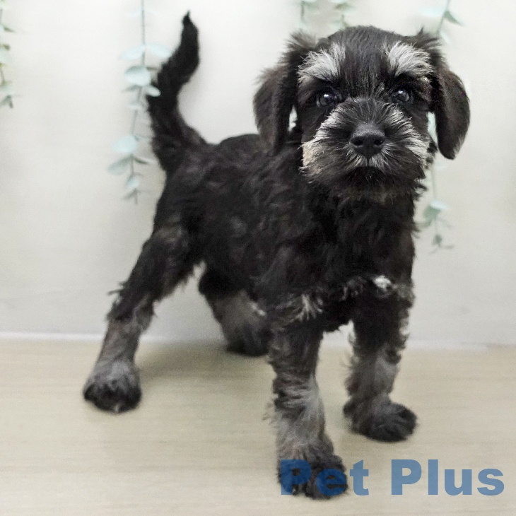 千葉県のミニチュアシュナウザー (ペットプラス 幕張新都心店/2025年11月24日生まれ/女の子/ブラックシルバー)の子犬の2枚目の画像