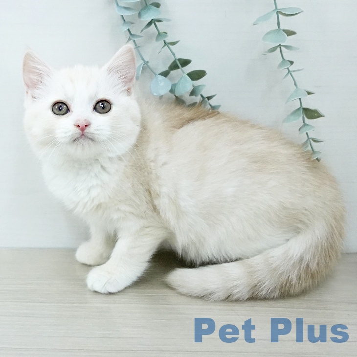 千葉県のスコティッシュフォールド (ペットプラス 幕張新都心店/2025年11月24日生まれ/女の子/クリームタビーホワイト)の子猫の1枚目の画像