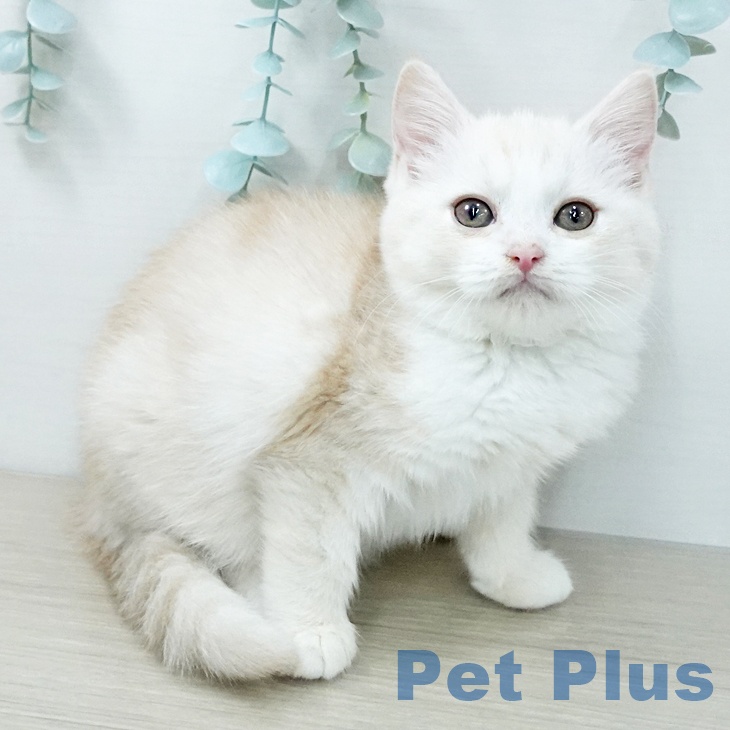 千葉県のスコティッシュフォールド (ペットプラス 幕張新都心店/2025年11月24日生まれ/女の子/クリームタビーホワイト)の子猫の2枚目の画像