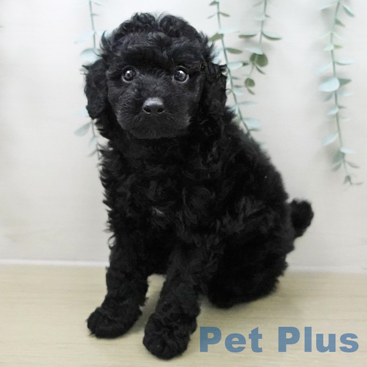 群馬県のトイプードル(トイ) (ペットプラス イオンモール太田店/2025年11月24日生まれ/男の子/ブラック)の子犬の1枚目の画像