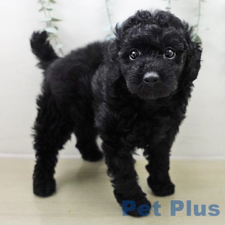 群馬県のトイプードル(トイ) (ペットプラス イオンモール太田店/2025年11月24日生まれ/男の子/ブラック)の子犬の2枚目の画像