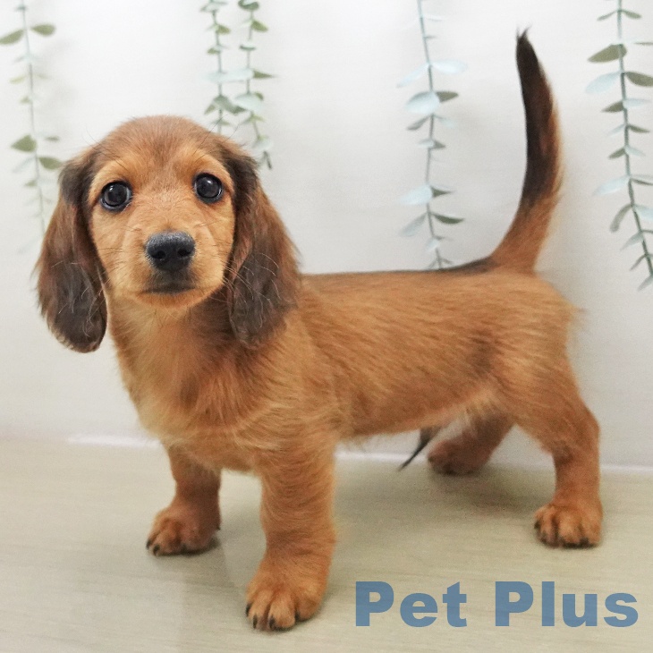 埼玉県のミニチュアダックスフンド(ロング) (ペットプラス 八潮店/2025年11月24日生まれ/男の子/レッド)の子犬の1枚目の画像