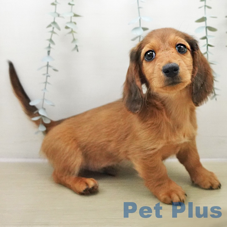 埼玉県のミニチュアダックスフンド(ロング) (ペットプラス 八潮店/2025年11月24日生まれ/男の子/レッド)の子犬の2枚目の画像