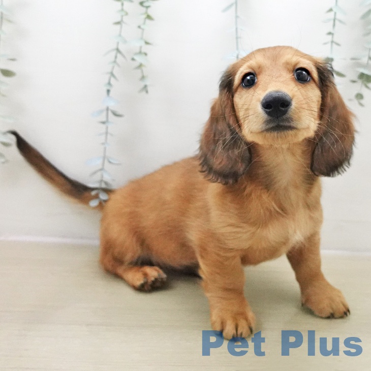 茨城県のミニチュアダックスフンド(ロング) (ペッツワン 阿見店/2025年11月24日生まれ/男の子/レッド)の子犬の1枚目の画像