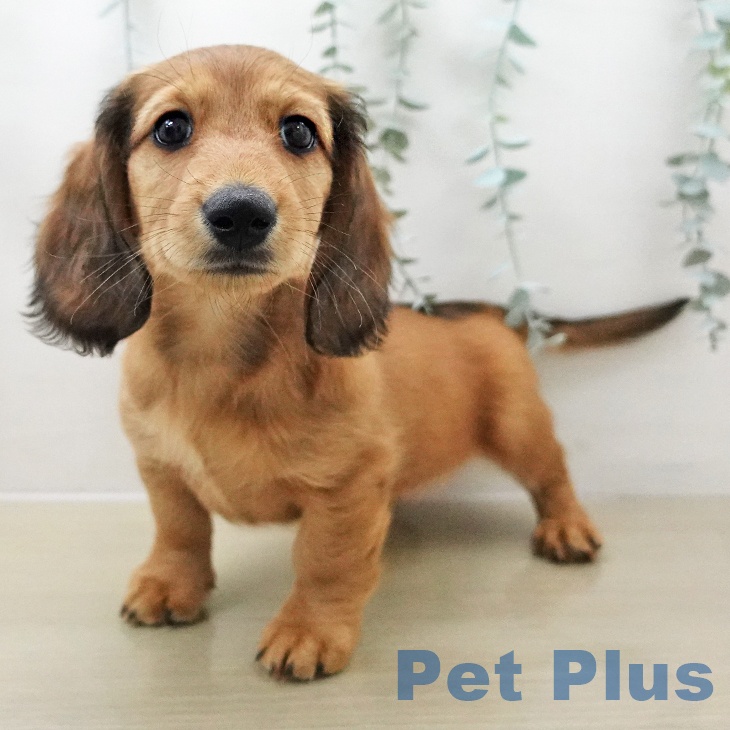 茨城県のミニチュアダックスフンド(ロング) (ペッツワン 阿見店/2025年11月24日生まれ/男の子/レッド)の子犬の2枚目の画像