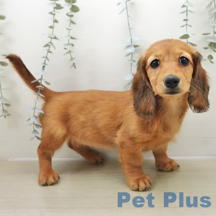 岩手県のミニチュアダックスフンド(ロング) (ペットプラス 盛岡南店/2025年11月24日生まれ/女の子/レッド)の子犬の1枚目の画像