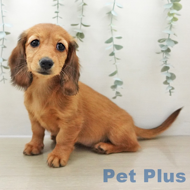 岩手県のミニチュアダックスフンド(ロング) (ペットプラス 盛岡南店/2025年11月24日生まれ/女の子/レッド)の子犬の2枚目の画像