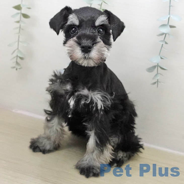 宮城県のミニチュアシュナウザー (ペットプラス 仙台上杉店/2025年11月22日生まれ/男の子/ブラックシルバー)の子犬の1枚目の画像