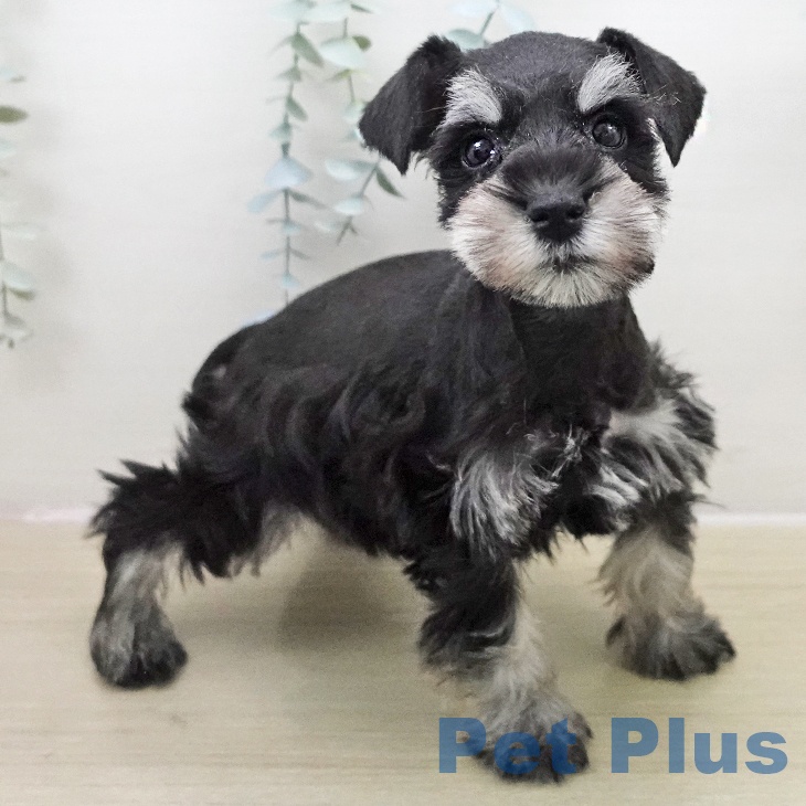 宮城県のミニチュアシュナウザー (ペットプラス 仙台上杉店/2025年11月22日生まれ/男の子/ブラックシルバー)の子犬の2枚目の画像